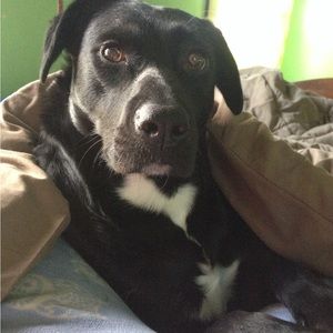 Meet your Posher, Thomas